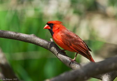 Northern Cardinal 