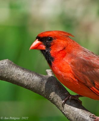 Northern Cardinal 