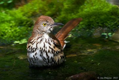Brown Thrasher