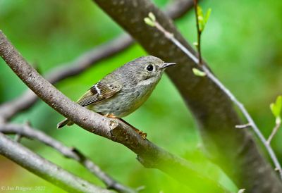 Ruby-crowned Kinglet