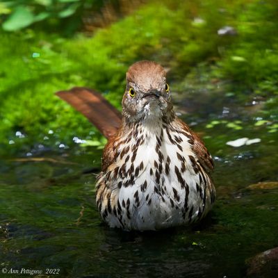 Brown Thrasher
