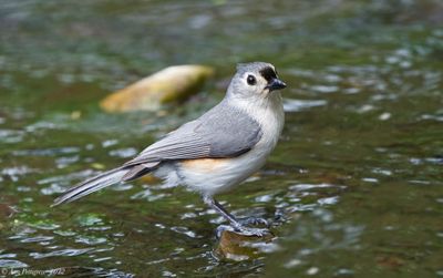 Tufted Titmouse 