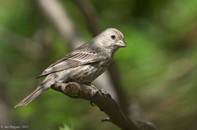 House Finch