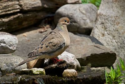 Mourning Dove