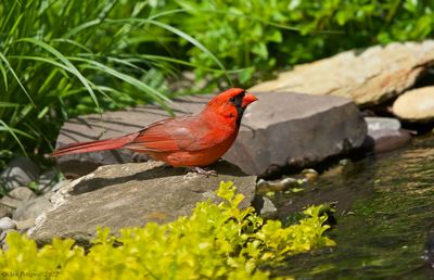 Northern Cardinal 