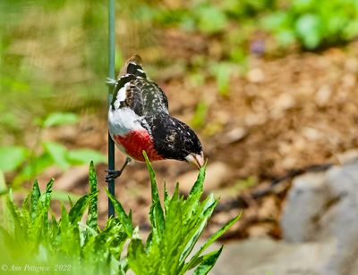Rose-breasted Grosbeak