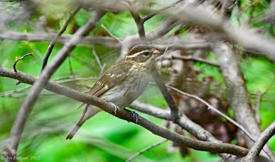 Rose-breasted Grosbeak