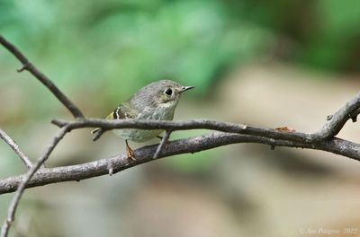 Ruby-crowned Kinglet