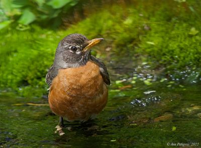 American Robin