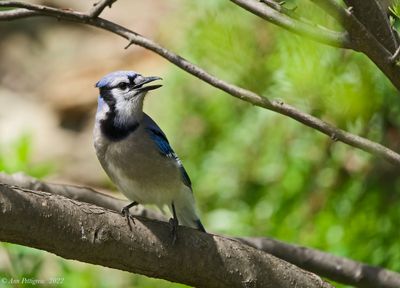 Blue Jay