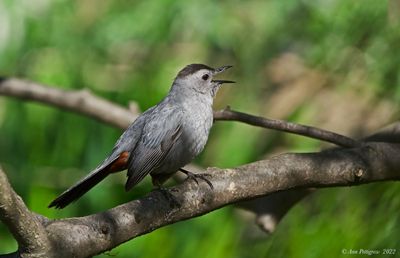 Gray Catbird
