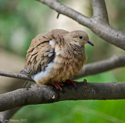 Mourning Dove