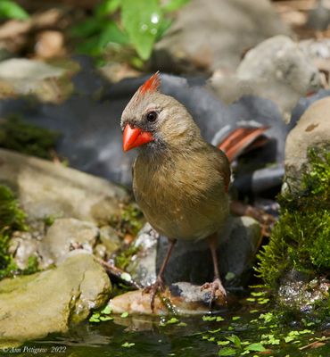 Northern Cardinal 