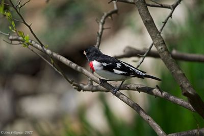 Rose-breasted Grosbeak