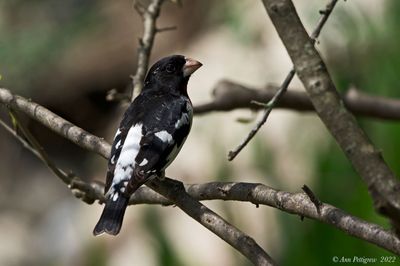 Rose-breasted Grosbeak