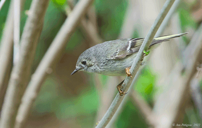 Ruby-crowned Kinglet