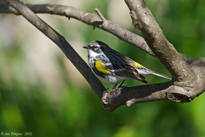 Yellow-rumped Warbler