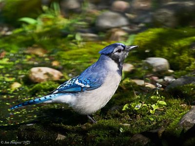 Blue Jay
