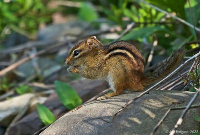 Eastern Chipmunk 