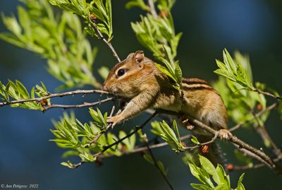 Eastern Chipmunk 