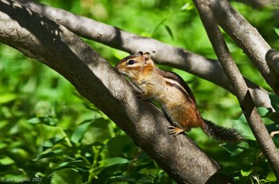 Eastern Chipmunk 