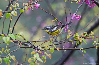 Magnolia Warbler
