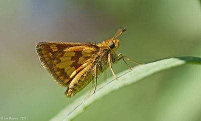Peck's Skipper