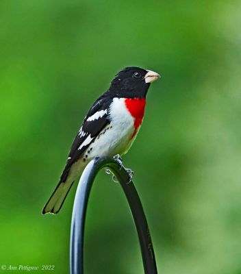 Rose-breasted Grosbeak