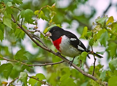 Rose-breasted Grosbeak