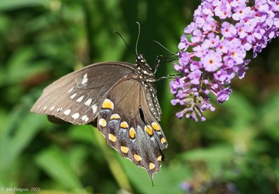 Spicebush Swallowtail
