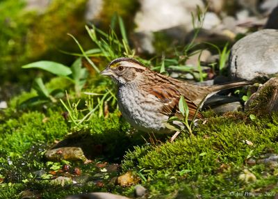 White-throated Sparrow