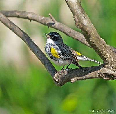 Yellow-rumped Warbler