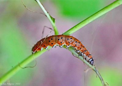 Dogbane Saucrobotys Moth