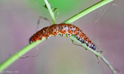 Dogbane Saucrobotys Moth