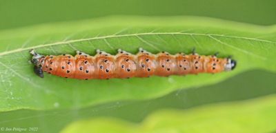 Dogbane Saucrobotys Moth