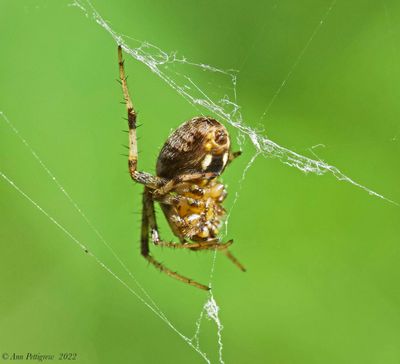 Furrow Spider