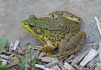 Green Frog