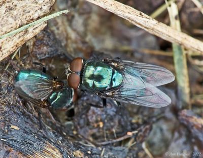 Greenbottle Flies