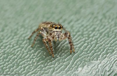 Jumping Spider