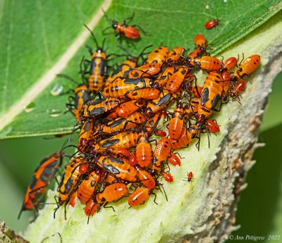 Large Milkweed Bugs and Nymphs