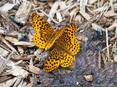 Meadow Fritillaries