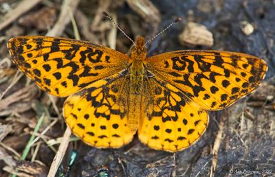 Meadow Fritillary