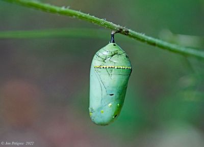 Monarch Chrysalis