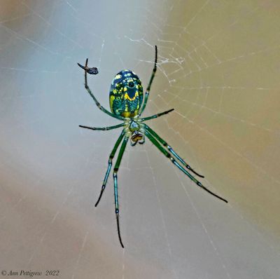 Orchard Spider