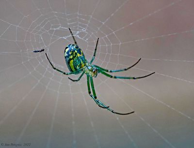 Orchard Spider