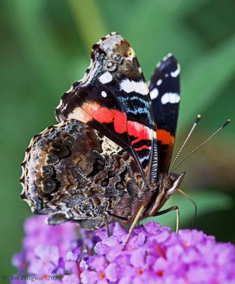 Red Admiral