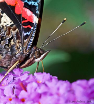 Red Admiral