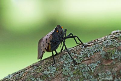 Spotted Lanterfly