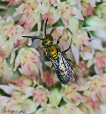 Sweat Bee sp.