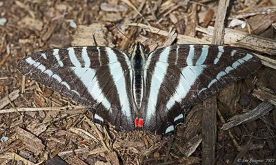 Zebra Swallowtail 